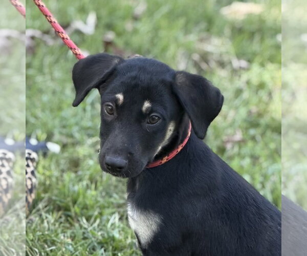 Medium Photo #1 Mutt Puppy For Sale in Yardley, PA, USA