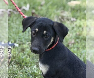 Mutt Dogs for adoption in Yardley, PA, USA