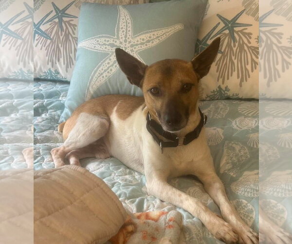 Medium Photo #5 Jack-Rat Terrier Puppy For Sale in Westwood, NJ, USA