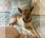 Small #4 Jack-Rat Terrier