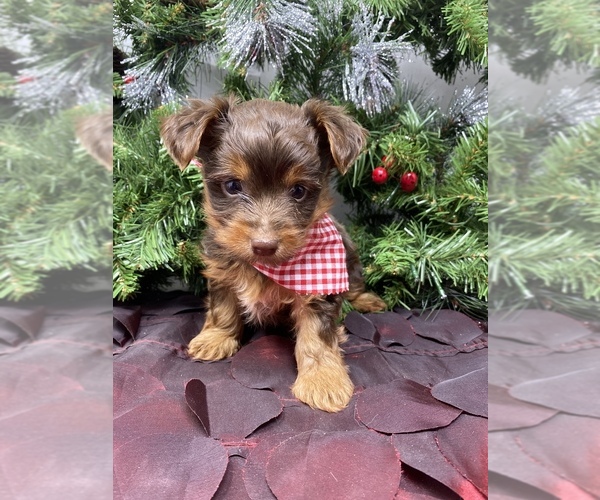 Medium Photo #8 Shorkie Tzu-Yorkshire Terrier Mix Puppy For Sale in SELLERSBURG, IN, USA