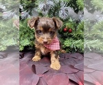 Small #7 Shorkie Tzu-Yorkshire Terrier Mix