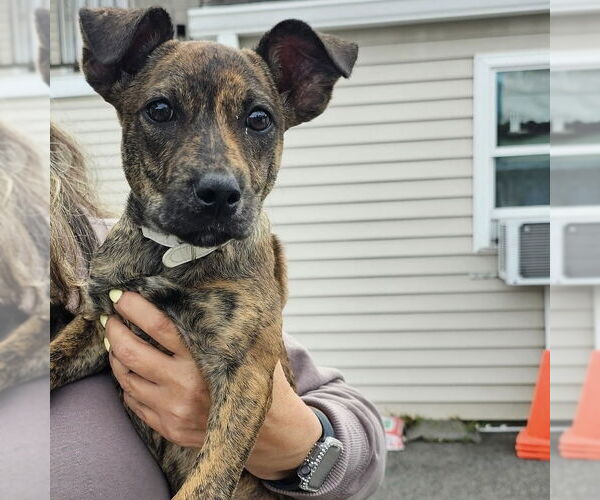 Medium Photo #22 Mutt Puppy For Sale in Brewster, NY, USA