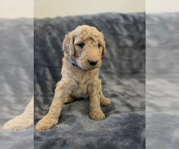 Medium Photo #6 Goldendoodle Puppy For Sale in BURLESON, TX, USA