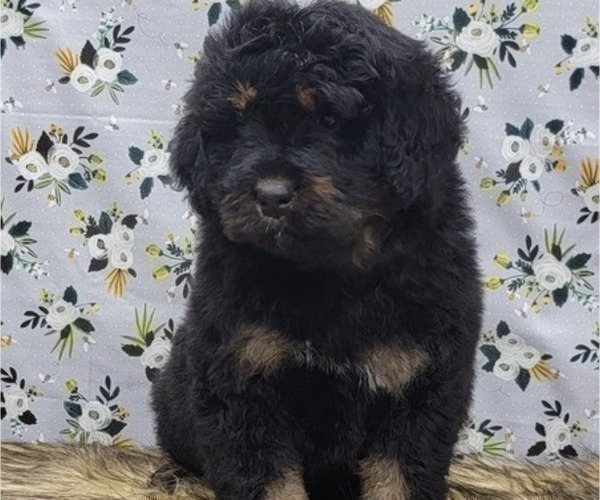 Medium Photo #9 Bernedoodle Puppy For Sale in BLAKESBURG, IA, USA