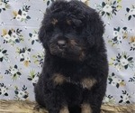 Small Photo #9 Bernedoodle Puppy For Sale in BLAKESBURG, IA, USA