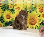 Maurice - Male Poodle (Toy) Puppy for Sale - Photo #11