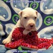 Small Photo #87 Dogo Argentino Puppy For Sale in JANE, MO, USA