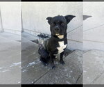 Kiki - Female American Pit Bull Terrier-Siberian Husky Mix Dog for Adoption - Small photo
