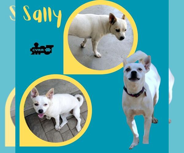 Medium Photo #2 Chihuahua-Unknown Mix Puppy For Sale in Lindsay, CA, USA