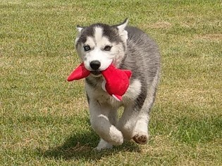 Siberian Husky Puppy for sale in ELLENDALE, MN, USA