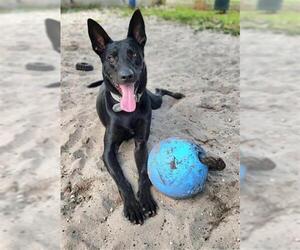 Mutt Dogs for adoption in Fort Lauderdale, FL, USA