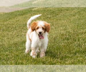 Goldendoodle (Miniature) Puppy for sale in WOLCOTTVILLE, IN, USA