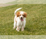 Small Goldendoodle (Miniature)
