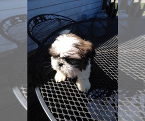 Shih Tzu Puppy for sale in TUSCOLA, MI, USA
