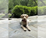 Small #2 Labradoodle