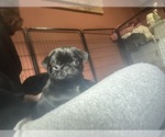 Puppy Cecelia Pug