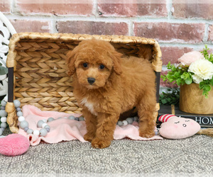 Poodle (Miniature) Puppy for sale in SYRACUSE, IN, USA