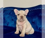 Small Photo #12 French Bulldog Puppy For Sale in BIRMINGHAM, AL, USA