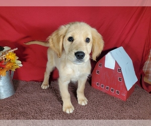 Golden Retriever Puppy for Sale in FALCON, Colorado USA