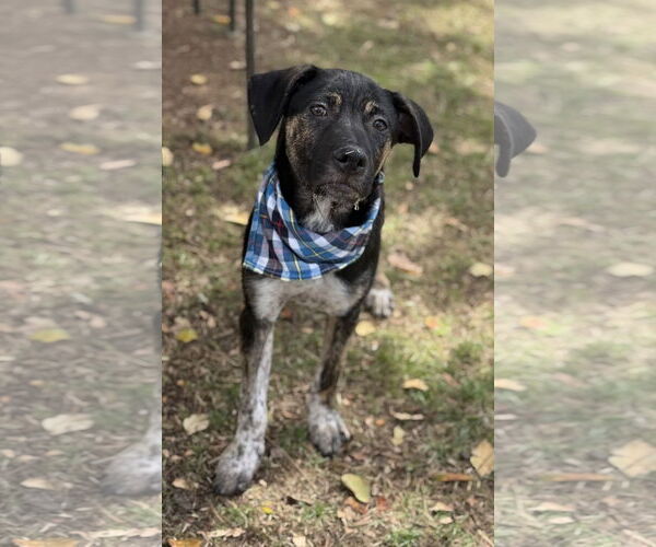 Medium Photo #3 Sheprador Puppy For Sale in Phoenix, AZ, USA