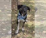 Small #2 Sheprador