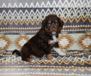 Medium Miniature Australian Shepherd