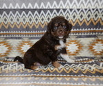 Puppy Justice Miniature Australian Shepherd