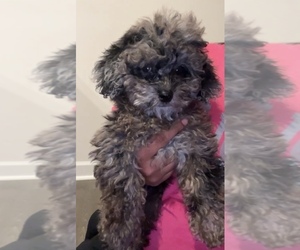 Poodle (Toy) Puppy for Sale in CHARLOTTE, North Carolina USA