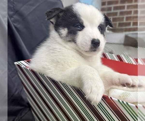Medium Photo #7 Pomsky-Shiba Inu Mix Puppy For Sale in NASHUA, NH, USA
