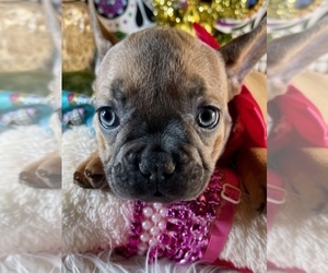 French Bulldog Puppy for sale in HEATHROW, FL, USA