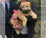 Small #9 Soft Coated Wheaten Terrier