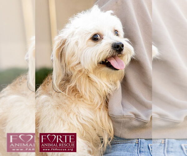 Medium Photo #4 Havanese-Unknown Mix Puppy For Sale in Marina del Rey, CA, USA