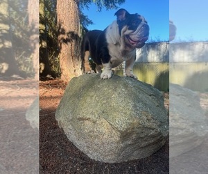 English Bulldog Puppy for sale in LYNNWOOD, WA, USA