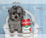 Small #11 Poodle (Toy)