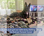 Small German Shepherd Dog