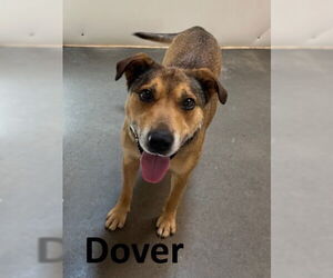 Dover - Male Bull Terrier-Unknown Mix Dog for Adoption - Photo #3