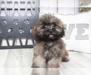 Shih-Poo Puppy for sale in MARIETTA, GA, USA