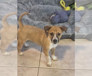 Freddy FH - Female Jack Russell Terrier-Parson Russell Terrier Mix Dog for Adoption - Photo #6
