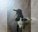 Small #4 Border Collie Mix