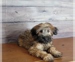 Small Photo #5 Soft Coated Wheaten Terrier Puppy For Sale in SHAWNEE, OK, USA