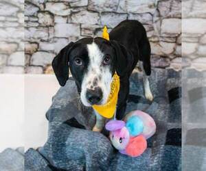 Monica - Female Mutt Dog for Adoption - Photo #5