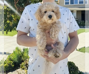 Poodle (Toy) Puppy for sale in EASTVALE, CA, USA