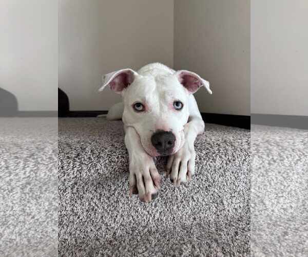 Medium Photo #5 American Staffordshire Terrier-Unknown Mix Puppy For Sale in Sheboygan, WI, USA