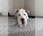 Small #4 American Staffordshire Terrier Mix