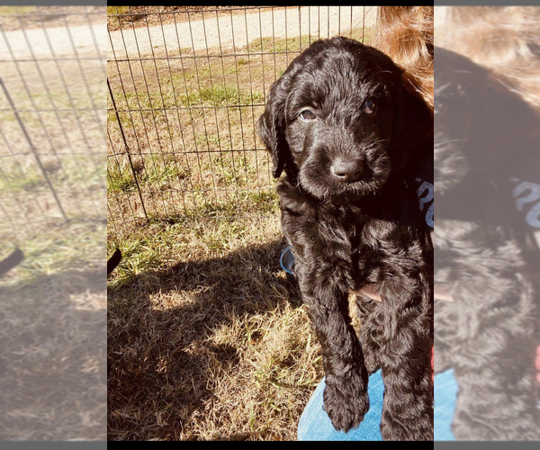 Medium Photo #3 Goldendoodle Puppy For Sale in LANCASTER, SC, USA