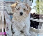 Small Photo #1 Morkie Puppy For Sale in WILLIAMSBURG, IN, USA