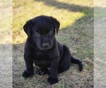 Puppy Hershey Labrador Retriever