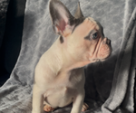 Small #5 French Bulldog