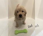 Small Photo #13 Golden Retriever Puppy For Sale in CORONA, CA, USA